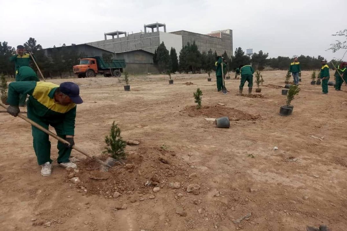 معابر و بوستان های منطقه 19 با کاشت بیش از 1300 اصله درخت سرسبز شد 