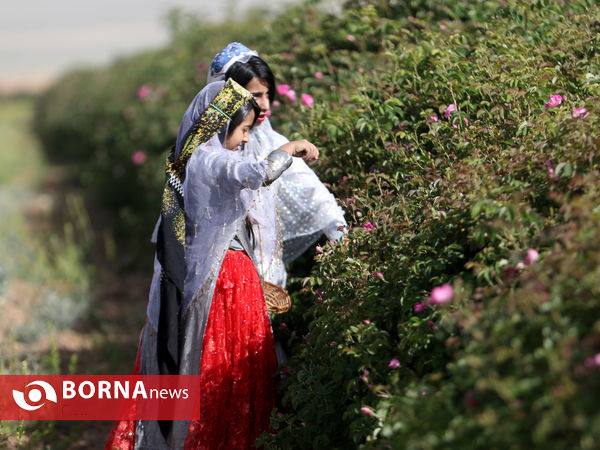 میمند فارس خواستگاه گل و گلاب