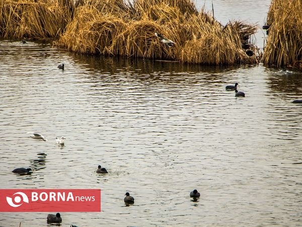 زریبار کردستان