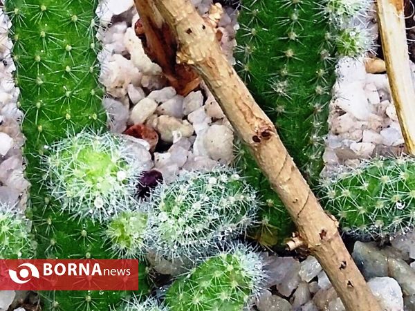 رویش گلهای بهاری