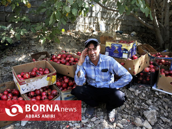 دقیقه 90 برداشت انار کوهمره سرخی