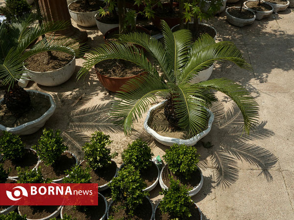 هفدهمین نمایشگاه بین المللی گل و گیاه