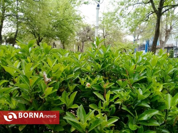 شکوفه های بهاری _ رشت