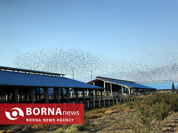 توانمندی های بخش کشاورزی شهرستان شبستر