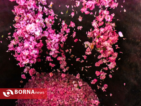 برداشت گل محمدی در شهر ساروق