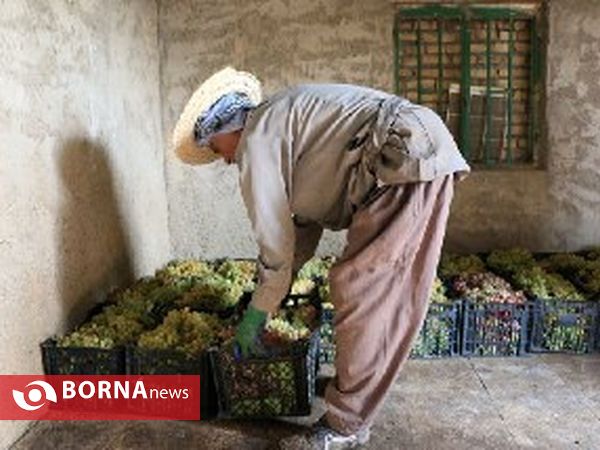 برداشت انگور در روستای غزاویه شهرستان کارون