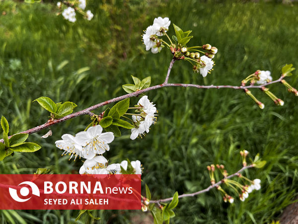 نخستین روز بهار ۱۴۰۲