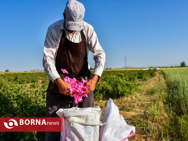 برداشت گل محمدی در شهر ساروق