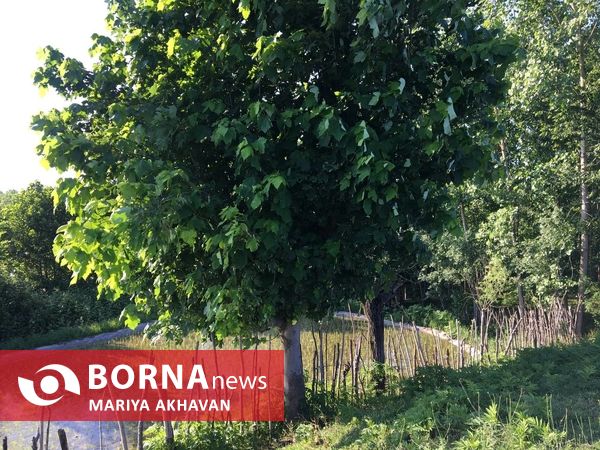 پسیخان رشت جاذبه طبیعی و گردشگری استان گیلان