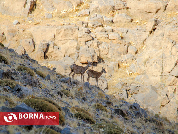 یک روز با محیط بانان ۷۰ قله