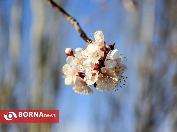 شکوفه های بهاری