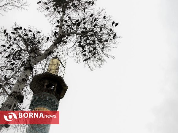 مراسم عزاداری سالروز شهادت حضرت فاطمه زهرا (س)  در امامزاده صالح تهران