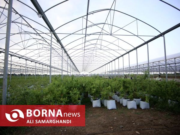 بازدید وزیر جهاد کشاورزی از ظرفیت های کشاورزی و شیلاتی بندرانزلی