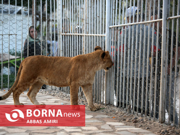 باغ وحش شیراز