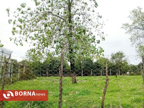 چشم اندازی از طبیعت گیلان _ شهریور 1400