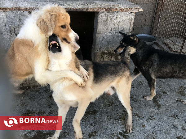 پناهگاه حیوانات در شیراز؛ جایی برای دوستی انسان و حیوان