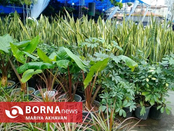 جشنواره گل و گیاه رشت 