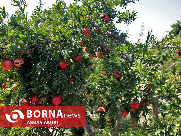 دقیقه 90 برداشت انار کوهمره سرخی