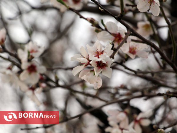 شکوفه های بهاری-شیراز