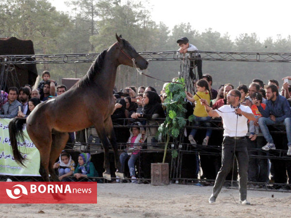 جشنواره بین المللی زیبایی اسب اصیل ایرانی در شیراز