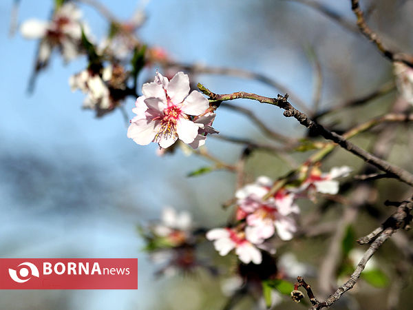 شکوفه‌های بهاری در شیراز