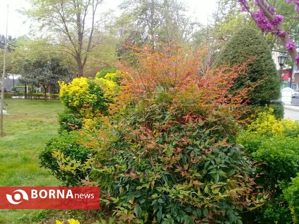 شکوفه های بهاری _ رشت