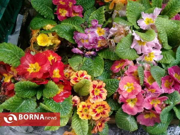 شکوفه های بهاری _ رشت
