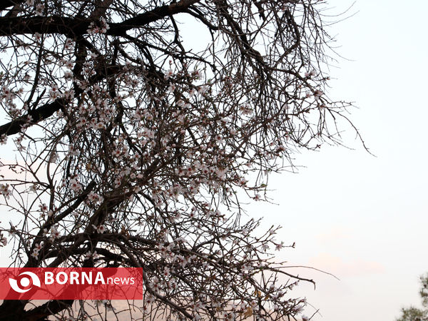 شکوفه های بهاری-شیراز