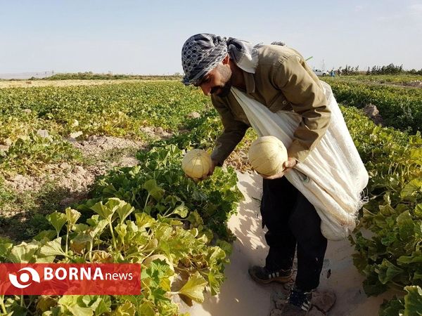 آغاز برداشت طالبی  از مزارع شهرستان ورامین