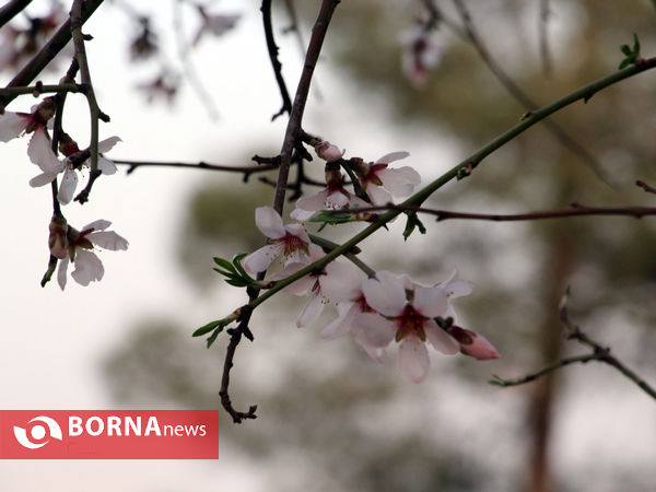 شکوفه های بهاری-شیراز