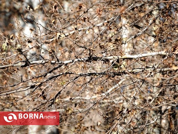 آخرین لحظات پاییزی