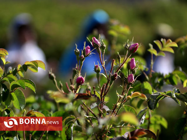 میمند فارس خواستگاه گل و گلاب