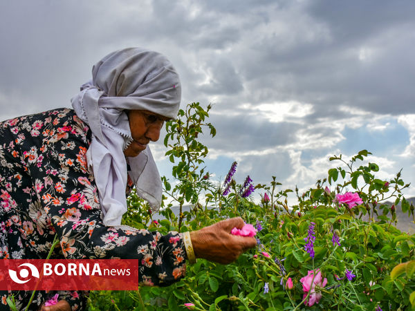 برداشت گل محمدی در شهر ساروق