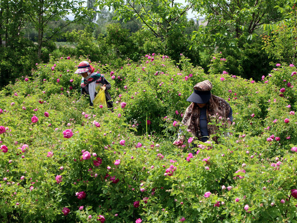 برداشت گل محمدی در روستای عنصرود