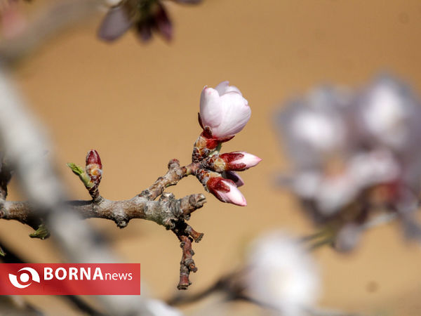 شکوفه های بهاری