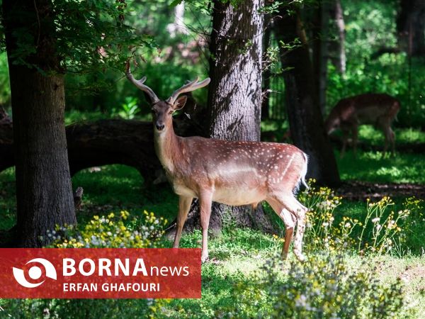 طبیعت زیبای شهرستان ساری