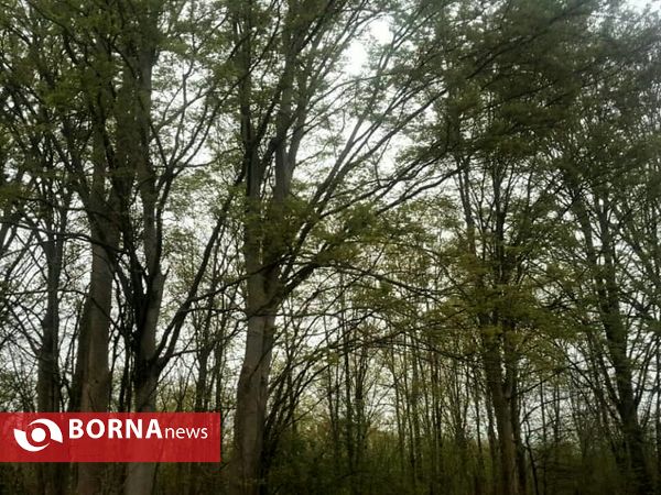 تالاب حاجی آباد لاهیجان