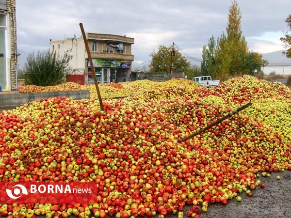 داستان پر درد سیب های ارومیه