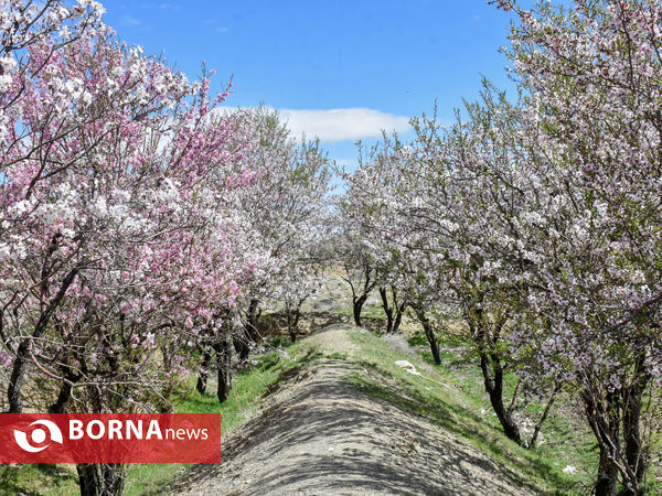 شکوفه های بهاری