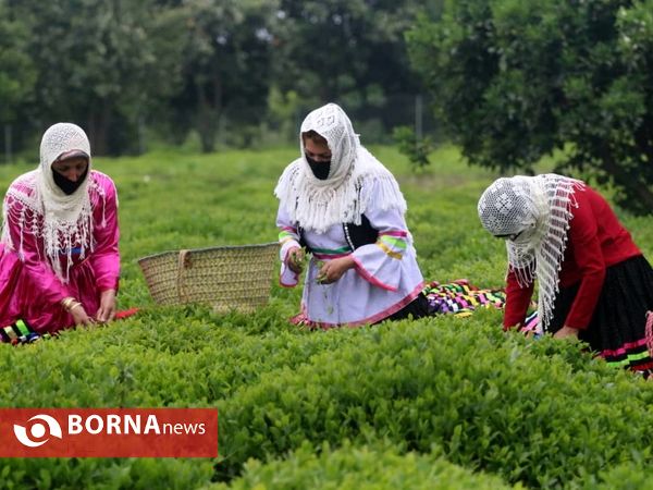 برداشت نخستین برگ چای در سال ۱۴۰۰