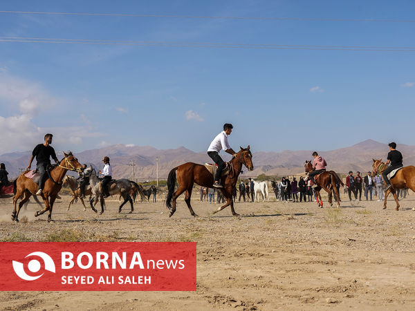 مسابقات زیبایی اسب ترکمن