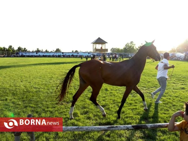 جشنواره «زیبایی اسب اصیل ترکمن» در نیشابور