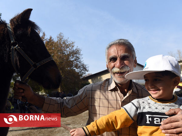 جشنواره اسب کاسپین بزرگداشت لوئیز فیروز