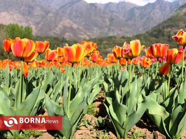 باغ لاله یادبود ایندریا گاندی