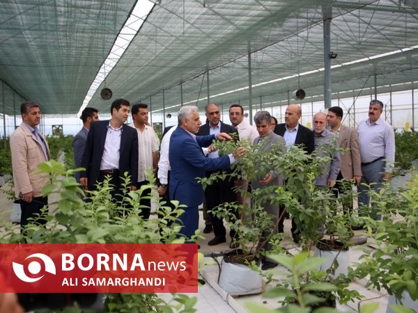 بازدید وزیر جهاد کشاورزی از ظرفیت های کشاورزی و شیلاتی بندرانزلی