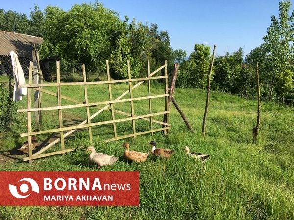 پسیخان رشت جاذبه طبیعی و گردشگری استان گیلان