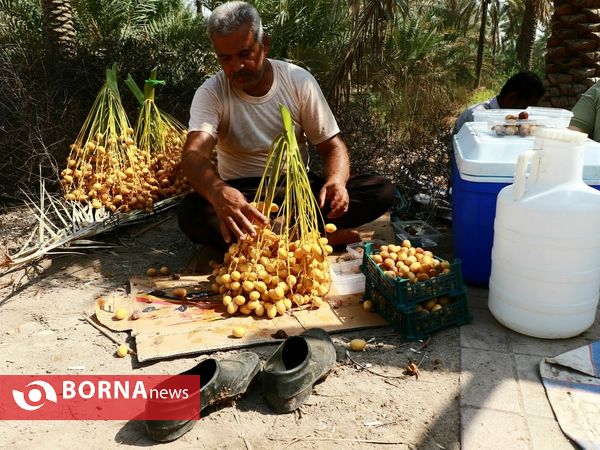 برداشت خارک و رطب روستای امام حسن(ع)