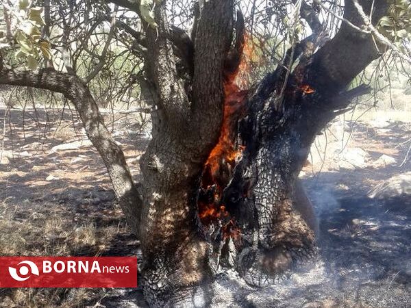 آتش سوزی در جنگل های پاسارگاد
