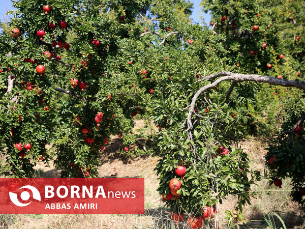 دقیقه 90 برداشت انار کوهمره سرخی