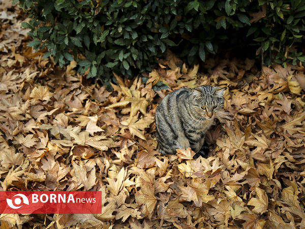 سومین جشنواره پاییز برگ